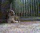 unsere Welpen von 2/99