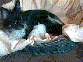 Milly vom Weserbogen mit Ihren welpen von 3/99