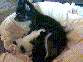 Milly vom Weserbogen mit Ihren welpen von 3/99