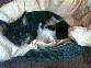 Milly vom Weserbogen mit Ihren welpen von 3/99