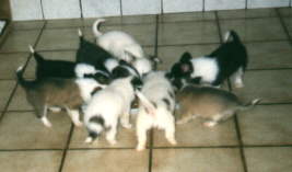 Unsere Welpen von 5/98